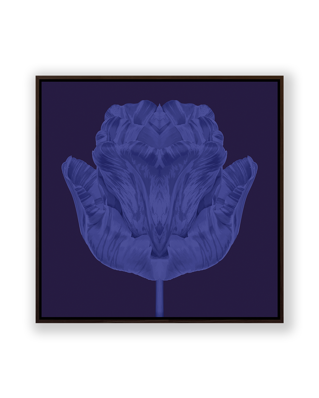 Tulip