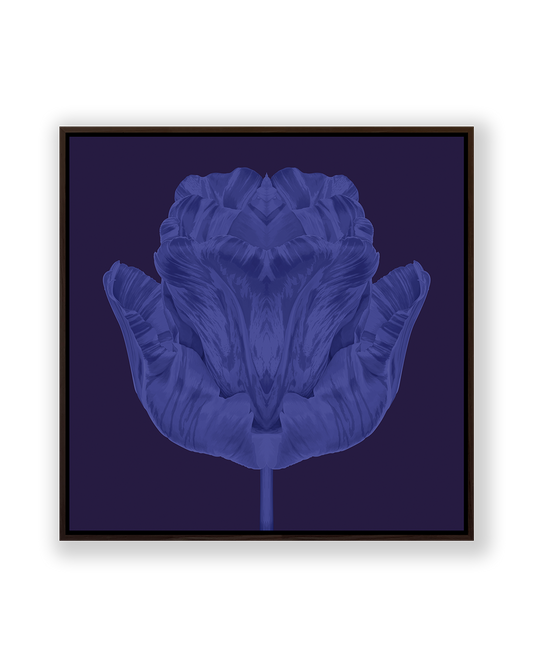 Tulip
