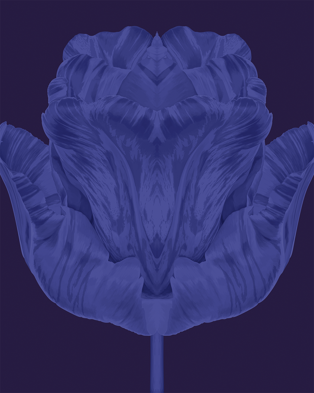 Tulip