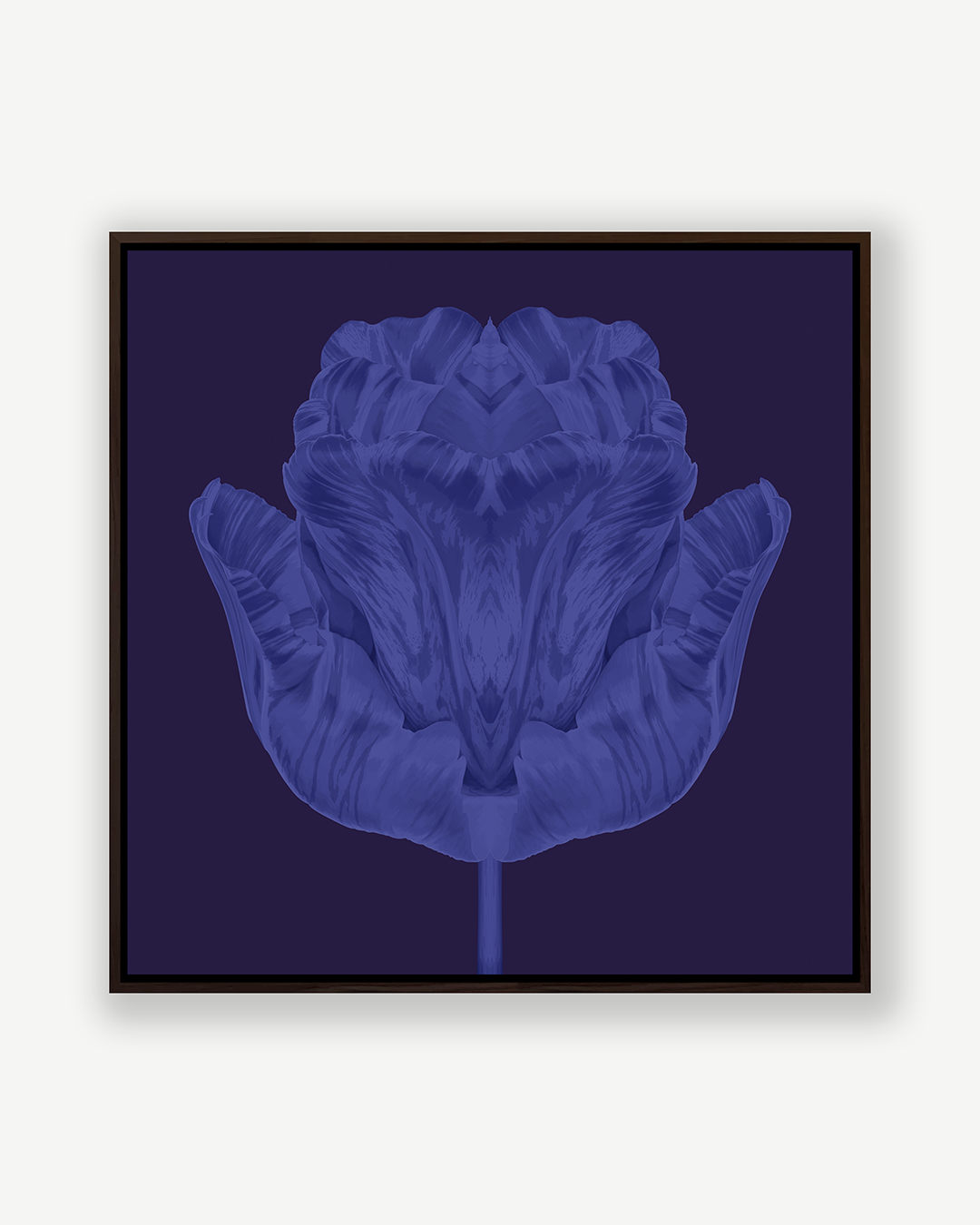 Tulip